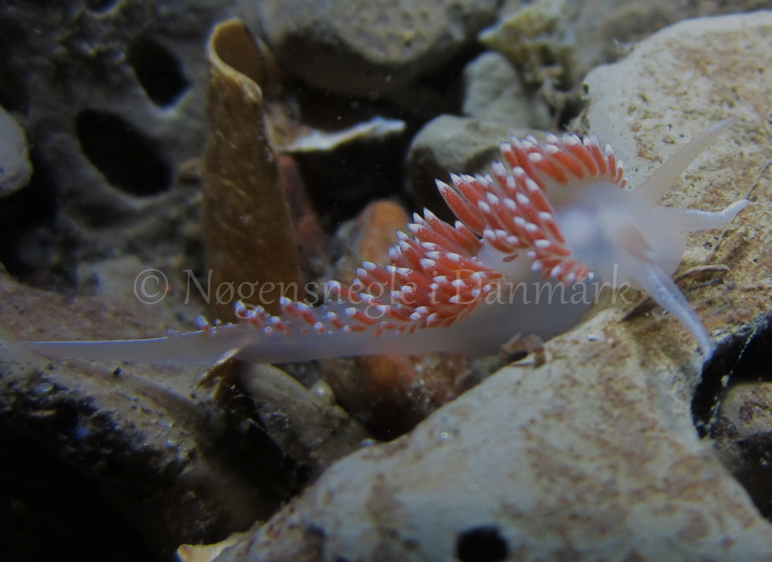 Foto: Claus Neupart ....... Flabellina browni - www.nudibranchia - Nøgensnegle i Danmark