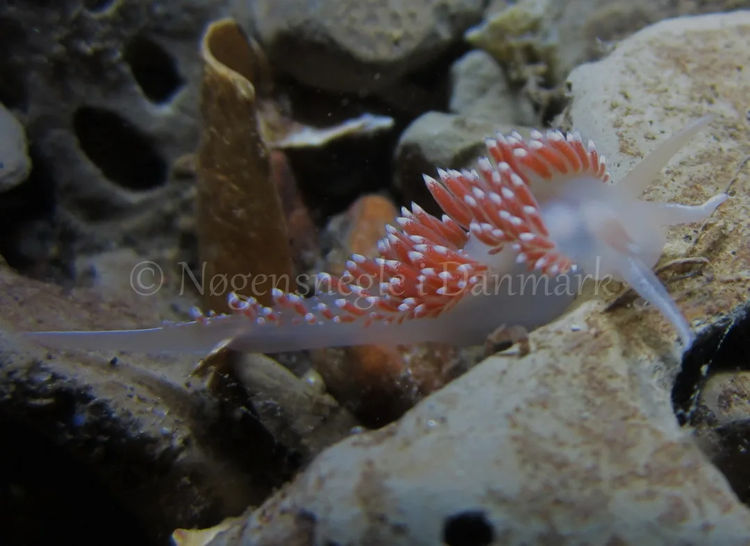 Foto: Claus Neupart ....... Flabellina browni - www.nudibranchia - Nøgensnegle i Danmark