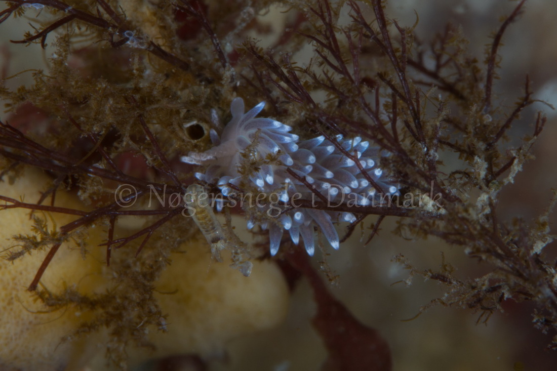 Foto: Poul Erik Rasmussen ....... Cuthona concinna -- www.nudibranchia.dk