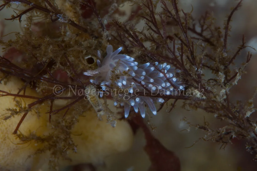 Foto: Poul Erik Rasmussen ....... Cuthona concinna -- www.nudibranchia.dk