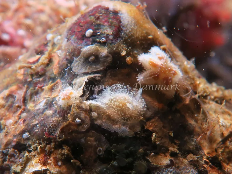 Acanthodoris pilosa - Lyngsbo Strand - Foto: HP Ølgaard