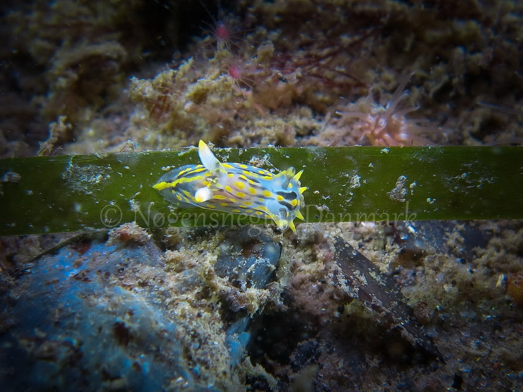 Foto: Claus Neupart....... Polycera quadrilineata -- www.nudibranchia.dk