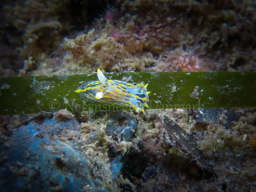 Foto: Claus Neupart....... Polycera quadrilineata -- www.nudibranchia.dk