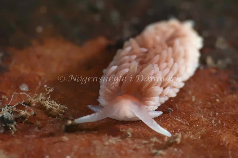 Aeolidiella glauca - Lyngsbo Strand - Foto: AnneKatrine Frederiksen