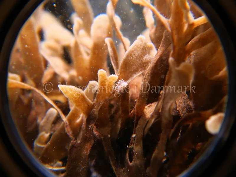 Cuthonella concinna - Søbadet Stenrev - Foto: HP Ølgaard