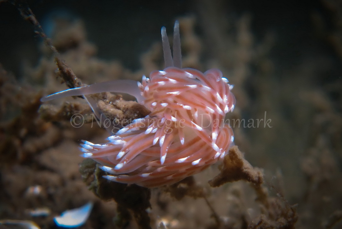 Foto: Claus Neupart ....... Facelina cf bostoniensis -- www.nudibranchia.dk