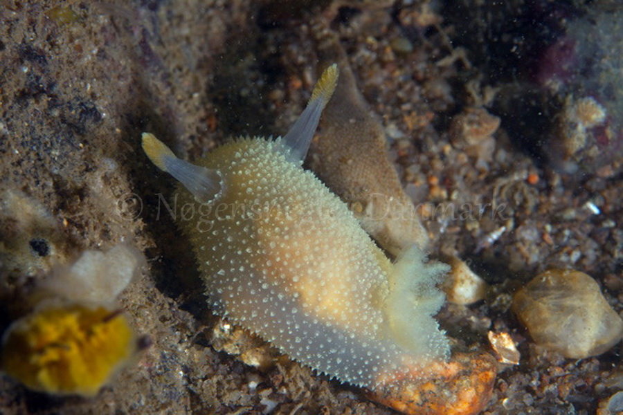 Foto: Poul Erik Rasmussen ....... Acanthodoris pilosa - www.nudibranchia.dk - Nøgensnegle i Danmark