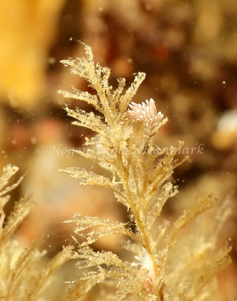 Cuthonella concinna - Ammoniakhavnen - Foto: Søren Skov Nielsen