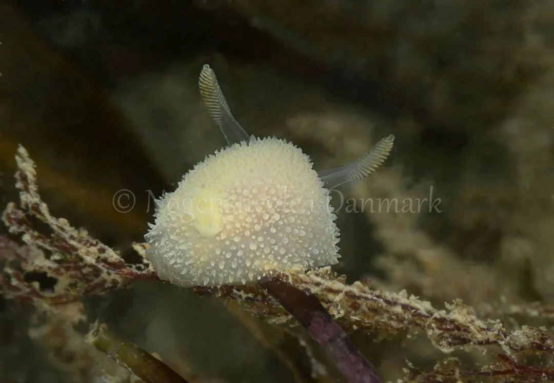 Foto: Henrik Obsen ....... Acanthodoris pilosa -- www.nudibranchia.dk