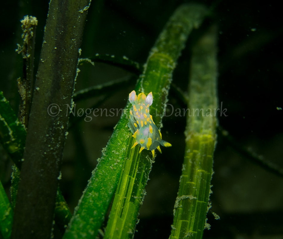 Foto: Martin Andersen....... Polycera quadrilineata -- www.nudibranchia.dk