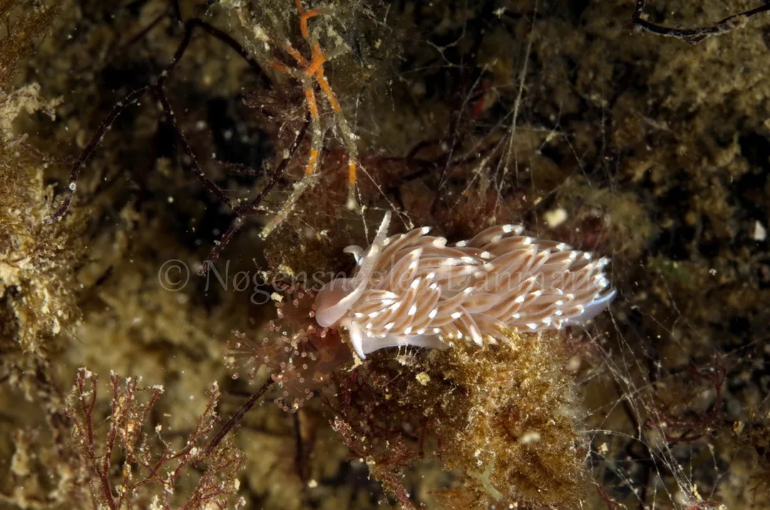 Foto: Jørn Ari....... Facelina bostoniensis -- www.nudibranchia.dk