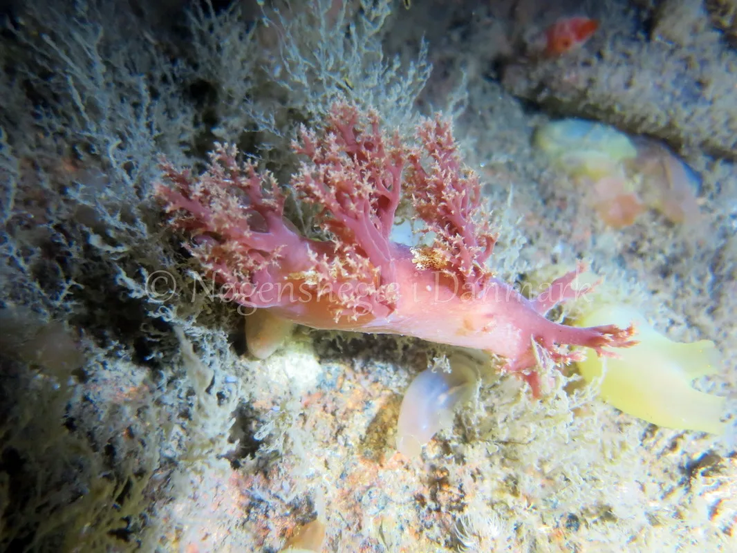 Foto: Emil Vesterager ....... Dendronotus frondosus --- www.nudibranchia.dk