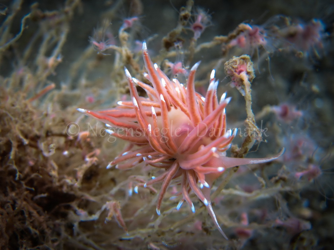 Foto: Claus Neupart ....... Facelina bostoniensis -- www.nudibranchia.dk