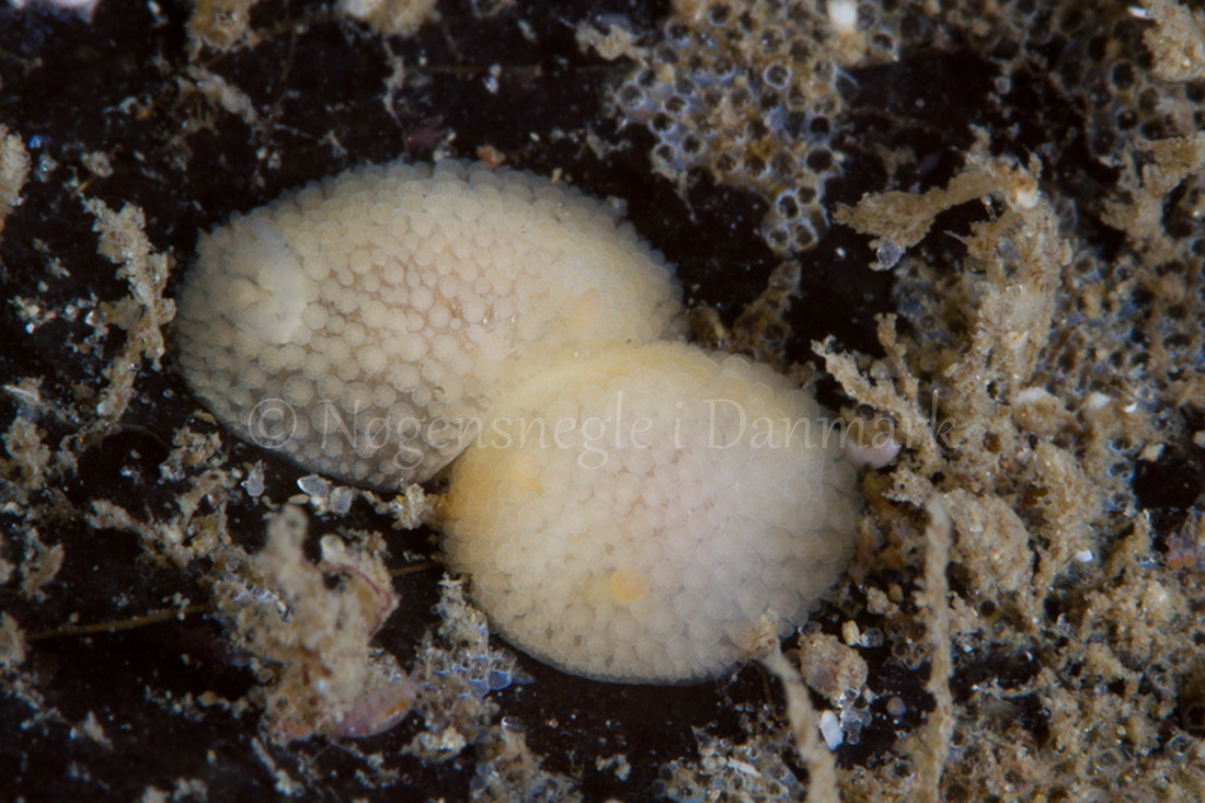 Foto: Poul Erik Rasmussen ....... Onchidoris muricata -- www.nudibranchia.dk