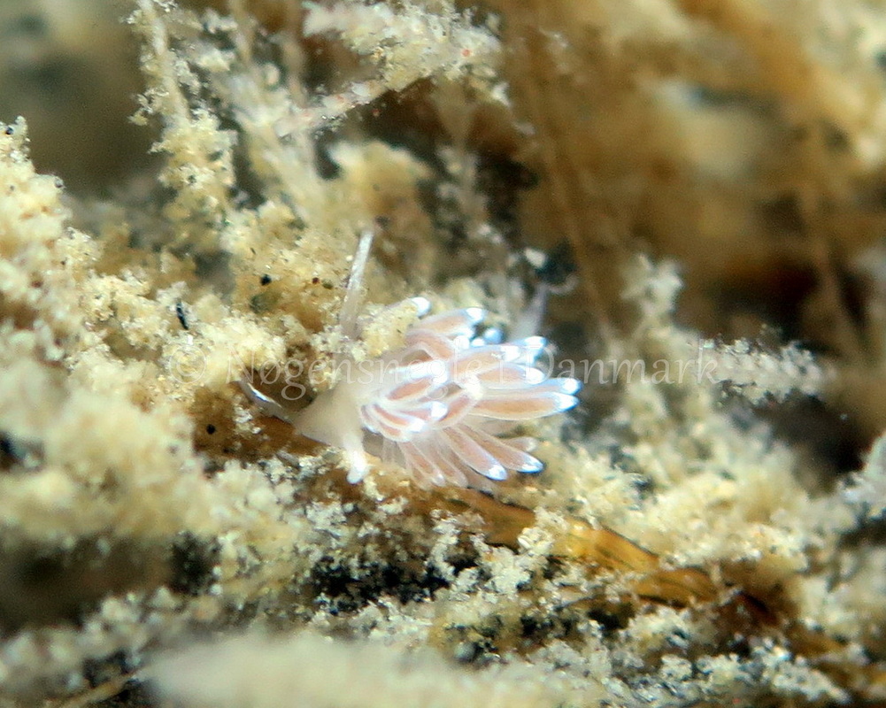 Foto: Dan Holm ....... Cuthona concinna -- www.nudibranchia.dk