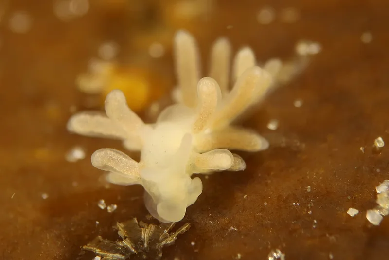Embletonia pulchra - Knudshoved Færgehavn - Foto: AnneKatrine Frederiksen
