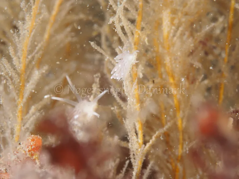 Cuthonella concinna - Ammoniakhavnen - Foto: Michael Christensen