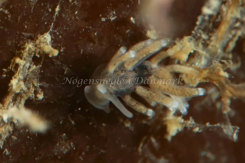 Tenellia adspersa - Tjærepletten - Foto: AnneKatrine Frederiksen