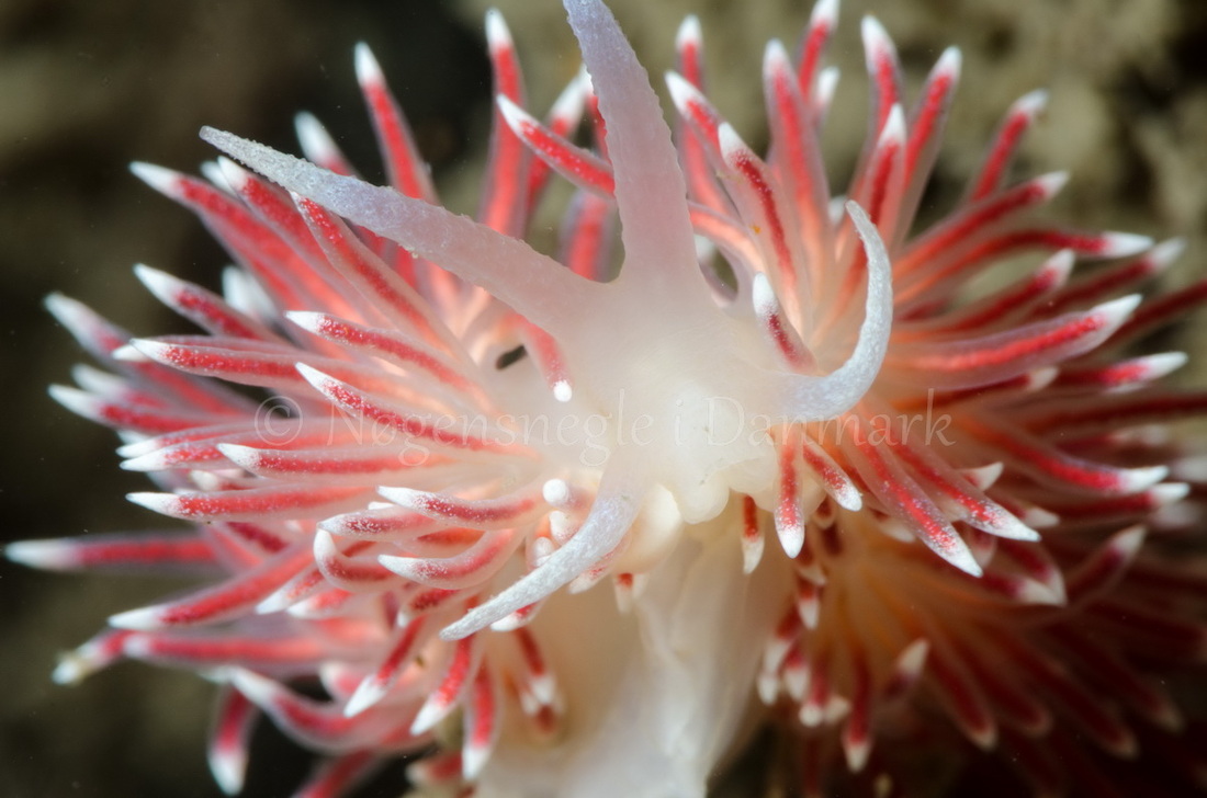 Foto: René B. Andersen ....... Flabellina pellucida -- www.nudibranchia.dk