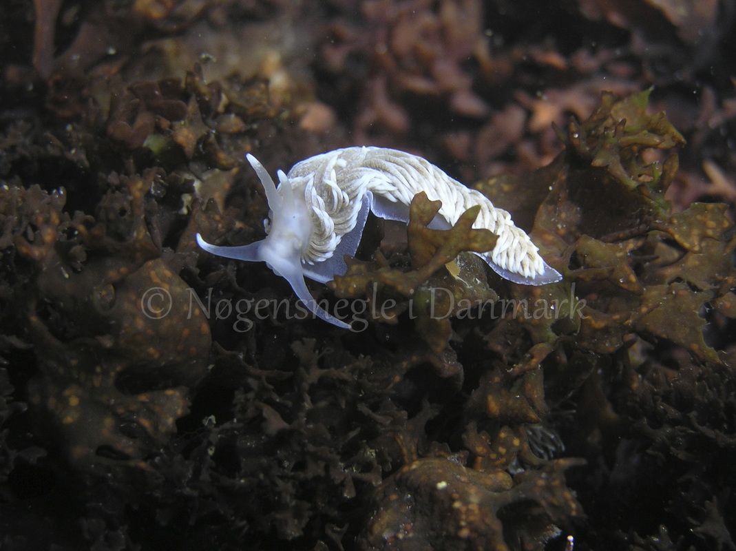 Foto: Henrik Adelborg....... Aeolidiella glauca -- www.nudibranchia.dk --