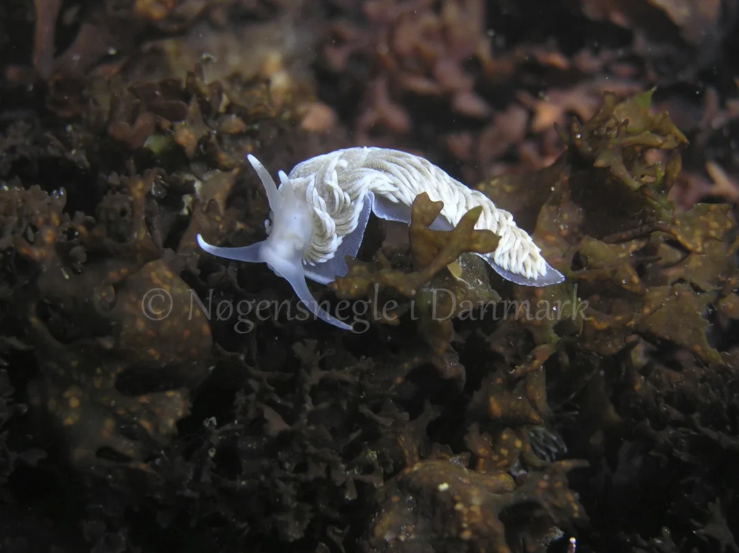 Foto: Henrik Adelborg....... Aeolidiella glauca -- www.nudibranchia.dk --