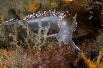 Foto: Poul Erik Rasmussen ....... Flabellina verrucosa -- www.nudibranchia.dk