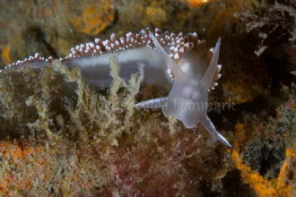 Foto: Poul Erik Rasmussen ....... Flabellina verrucosa -- www.nudibranchia.dk