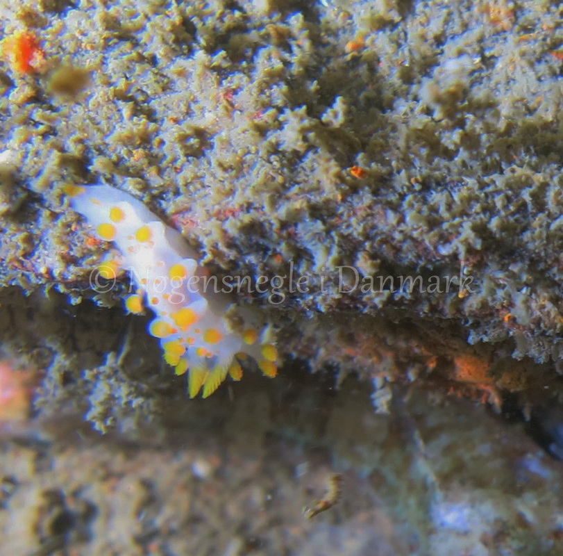 Foto: Emil Vesterager ....... Limacia clavigera  --- www.nudibranchia.dk