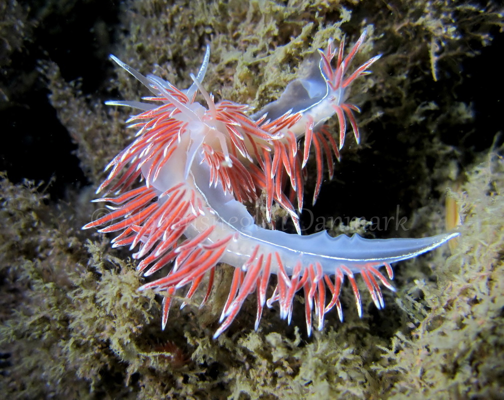 Foto: Claus Neupart ....... Flabellina lineata - www.nudibranchia.dk - Nøgensnegle i Danmark