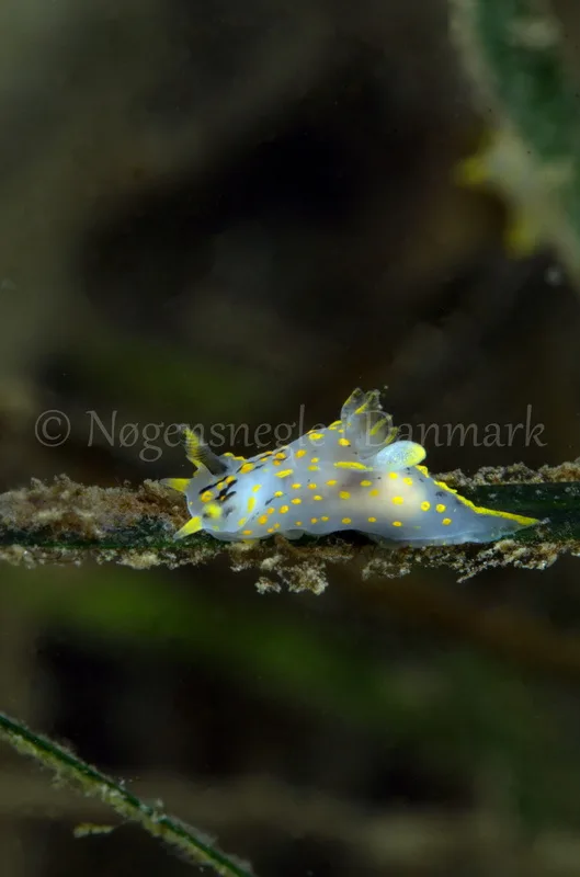 Foto: Jørn Ari ....... Polycera quadrilineata -- www.nudibranchia.dk