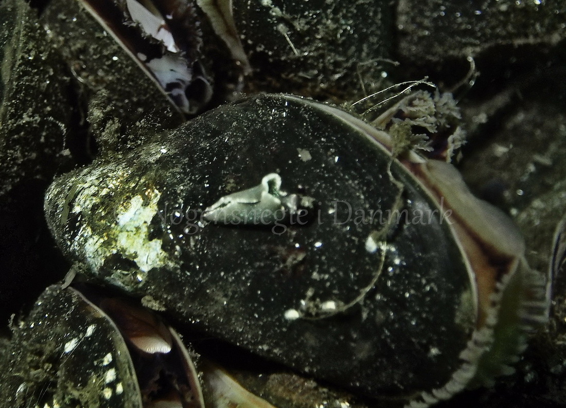Foto: Jens Egon Jørgensen ....... Elysia viridis -- www.nudibranchia.dk