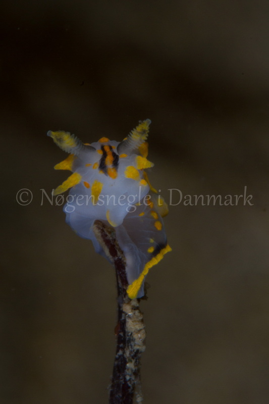 Foto: Poul Erik Rasmussen ....... Polycera quadrilineata -- www.nudibranchia.dk