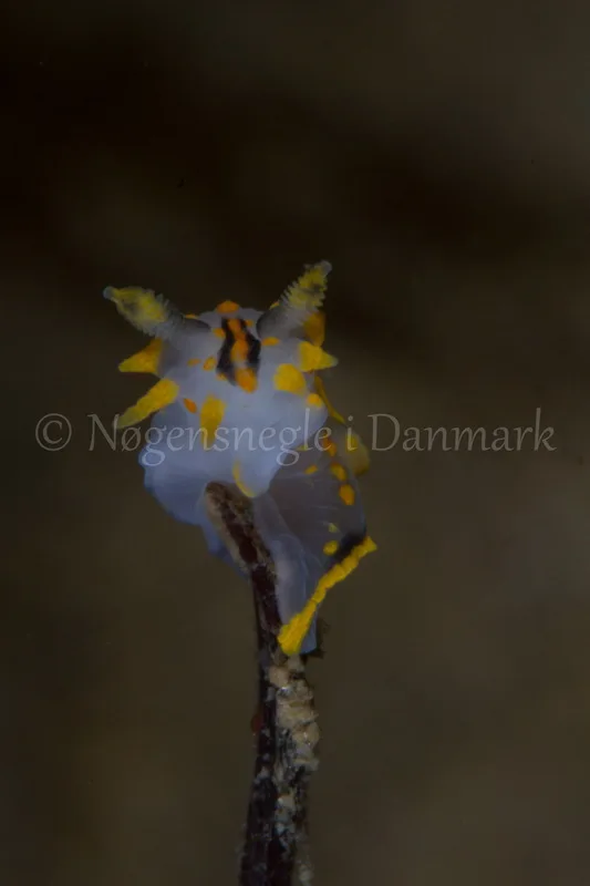 Foto: Poul Erik Rasmussen ....... Polycera quadrilineata -- www.nudibranchia.dk