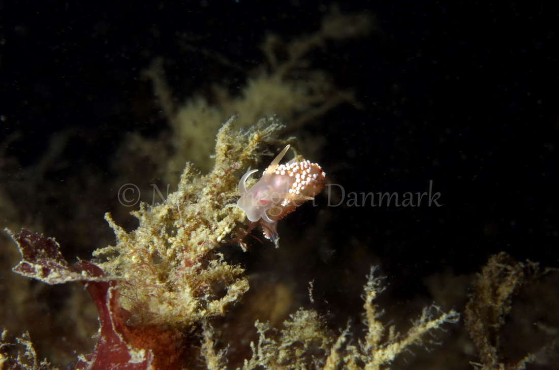 Foto: Jørn Ari ....... Flabellina verrucosa -- www.nudibranchia.dk