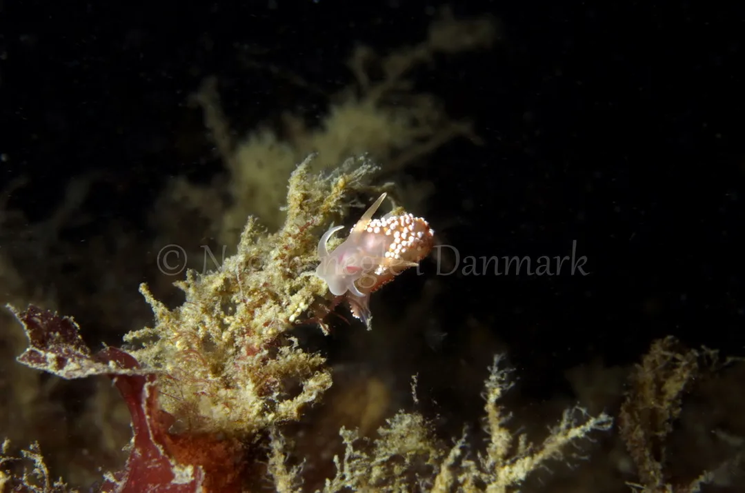 Foto: Jørn Ari ....... Flabellina verrucosa -- www.nudibranchia.dk