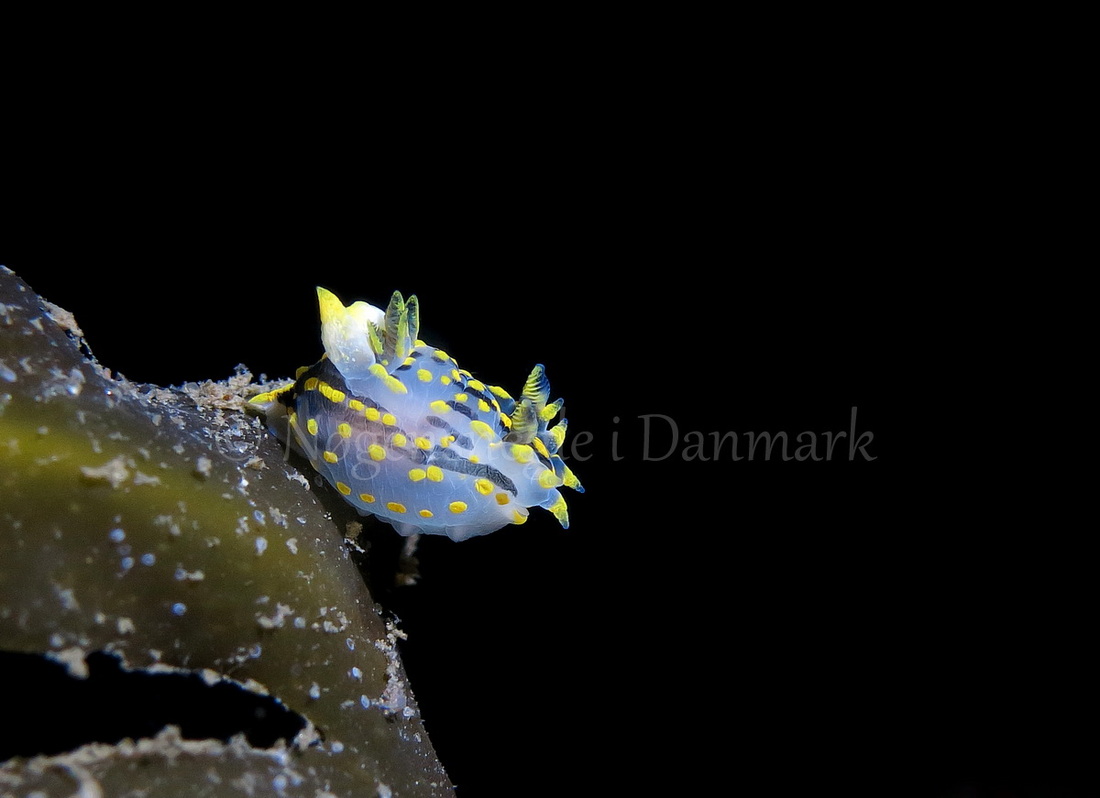 Foto: Anders Skov Hansen ....... Polycera quadrilineata -- www.nudibranchia.dk