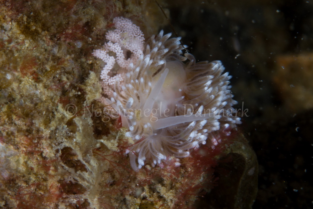 Foto: Poul Erik Rasmussen ....... Cuthona nana -- www.nudibranchia.dk