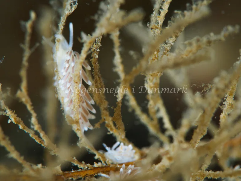 Cuthonella concinna - Lyngsbo Strand - Foto: Michael Christensen