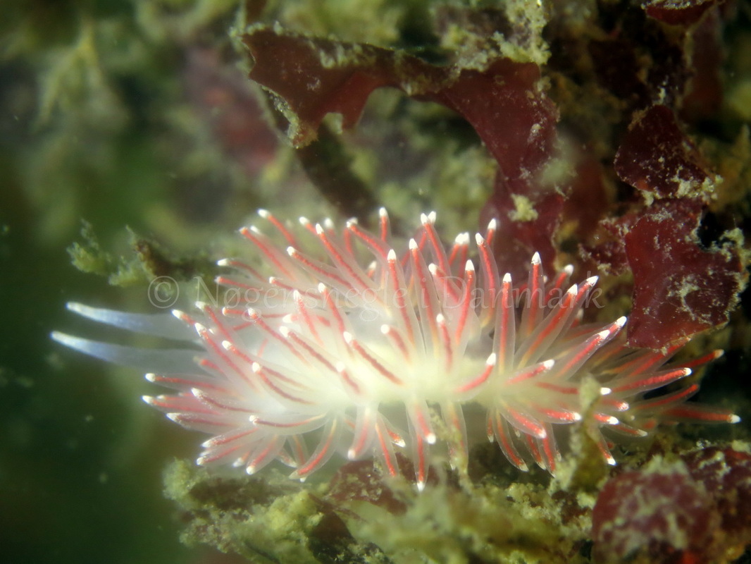 Foto: Dan Holm ....... Flabellina pellucida -- www.nudibranchia.dk
