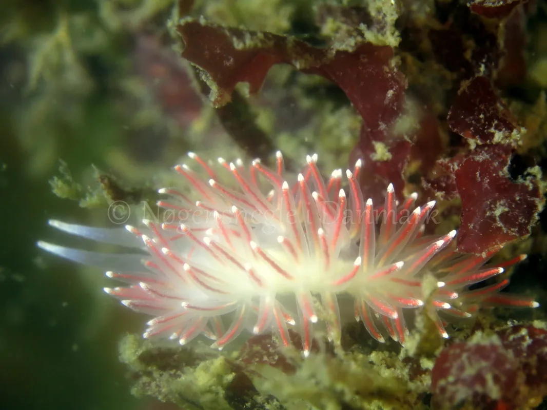 Foto: Dan Holm ....... Flabellina pellucida -- www.nudibranchia.dk