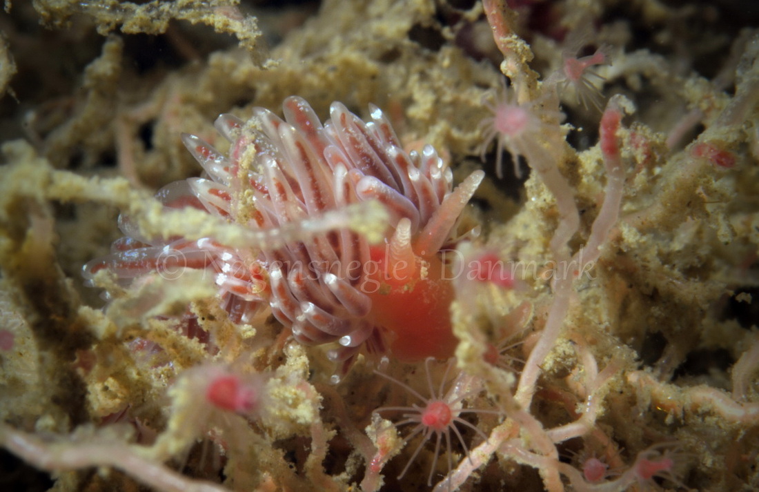 Foto: Martin Allen....... Facelina bostoniensis -- www.nudibranchia.dk --