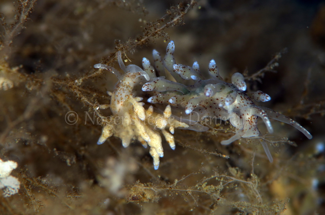 Foto: Jørn Ari ....... Eubranchus rupium - www.nudibranchia.dk - Nøgensnegle i Danmark