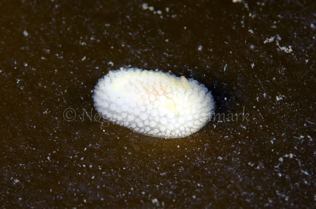 Foto: Jørn Ari ....... Onchidoris muricata - www.nudibranchia.dk - Nøgensnegle i Danmark