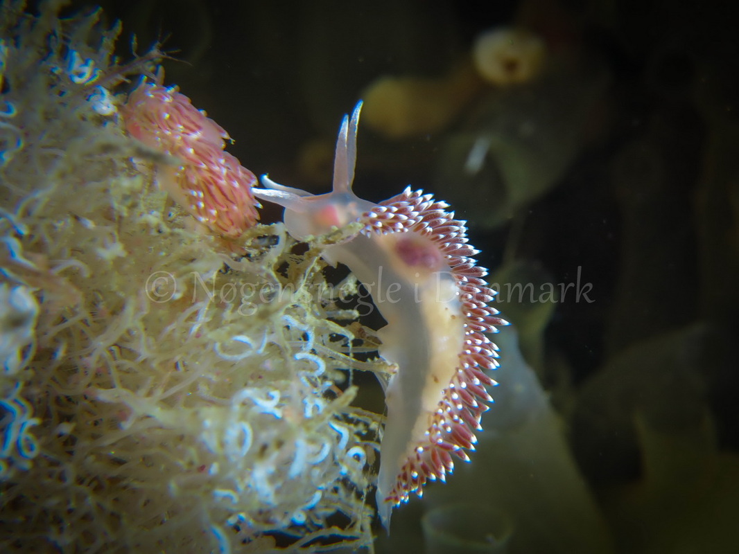 Foto: Claus Neupart ....... Flabellina verrucosa -- www.nudibranchia.dk