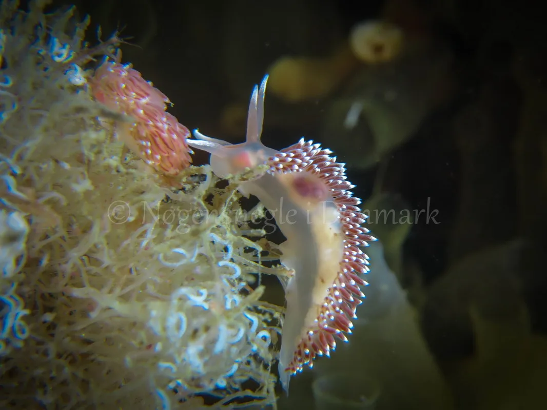 Foto: Claus Neupart ....... Flabellina verrucosa -- www.nudibranchia.dk