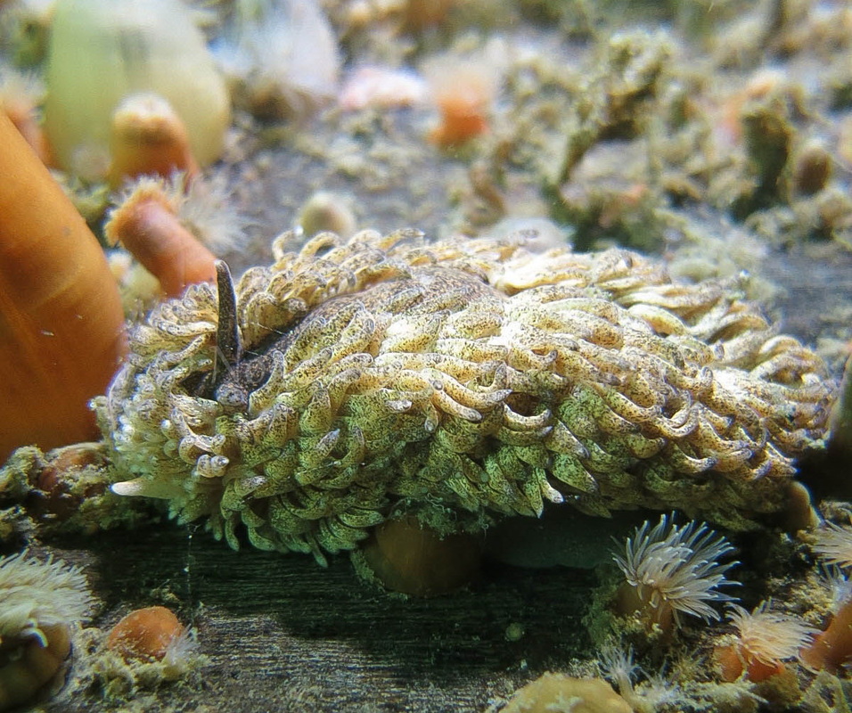 Foto: Dan Holm ....... Aeolidia papillosa -- www.nudibranchia.dk