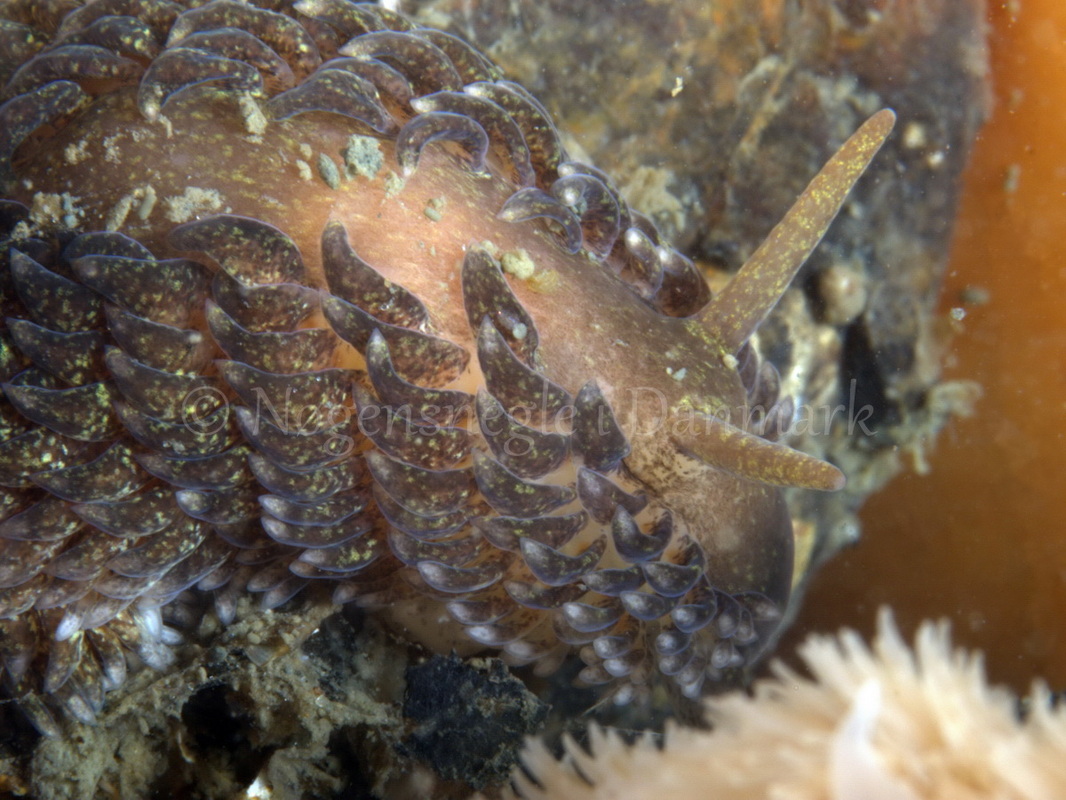 Foto: Jørn Ari ....... Aeolidia papillosa - www.nudibranchia.dk - Nøgensnegle i Danmark