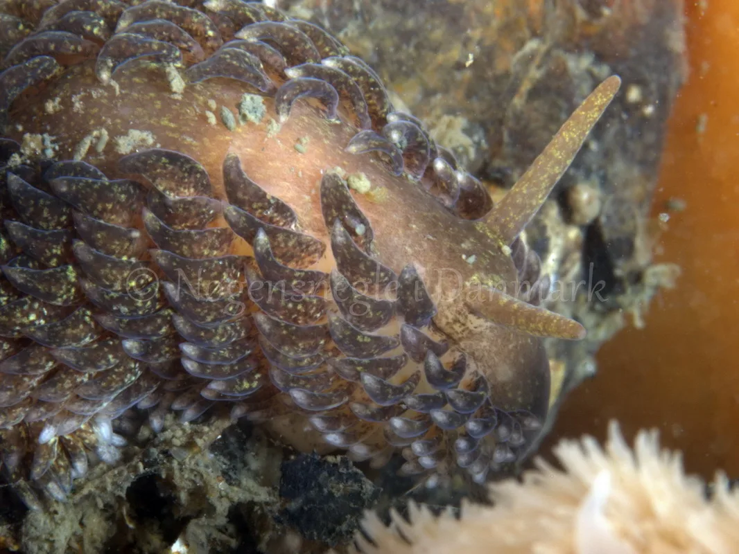 Foto: Jørn Ari ....... Aeolidia papillosa - www.nudibranchia.dk - Nøgensnegle i Danmark