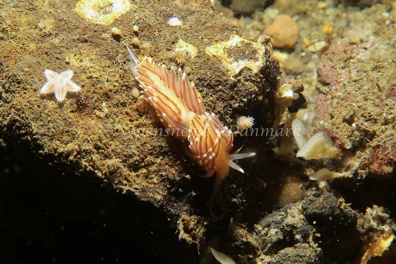 Facelina bostoniensis - Lyngsbo Strand - Foto: AnneKatrine Frederiksen