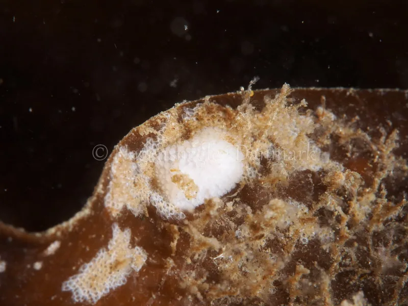 Onchidoris muricata - Ammoniakhavnen - Foto: Michael Christensen